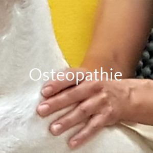 Osteopathie Antonie Forster